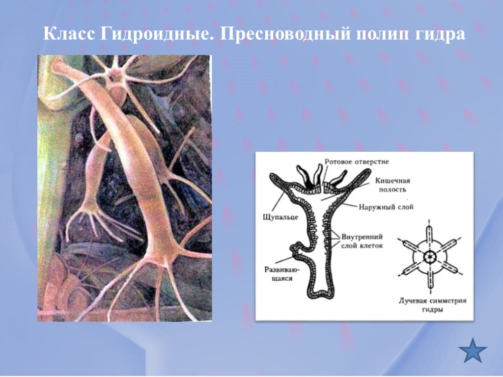 Блэкспрут нарко магазин